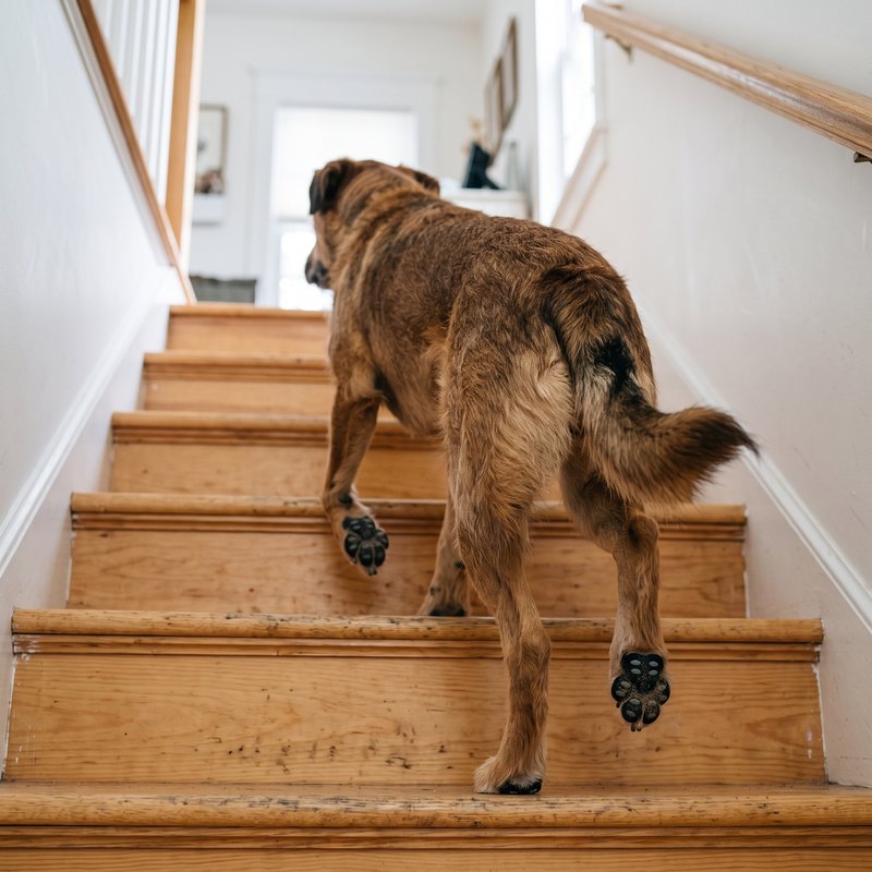 Hund mit Pfotenpads auf der Treppe