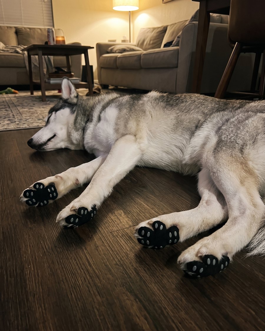 Husky schläft mit Pfotenpads
